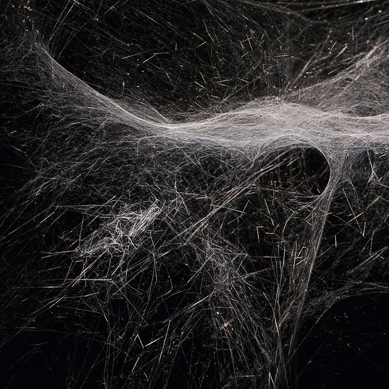 — SPIDER / WEBS