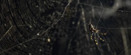 Arachnophilia.net