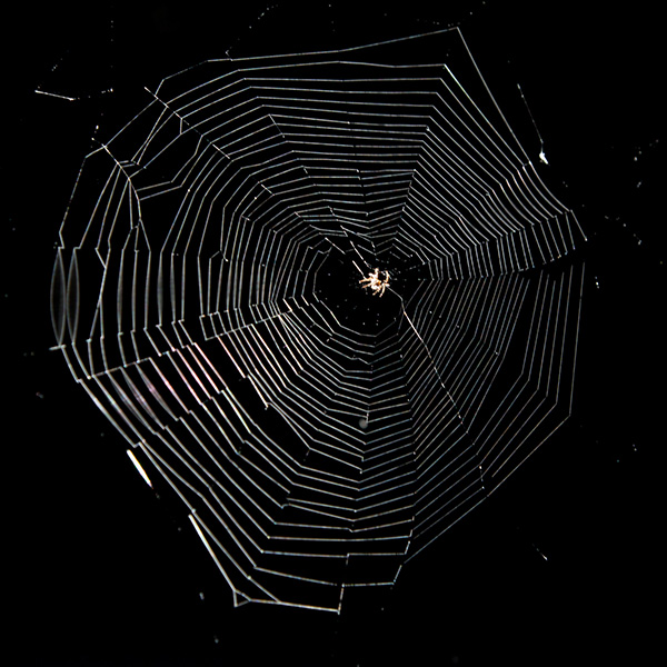 spider web making arachnophilia
