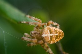 Arachnophilia.net
